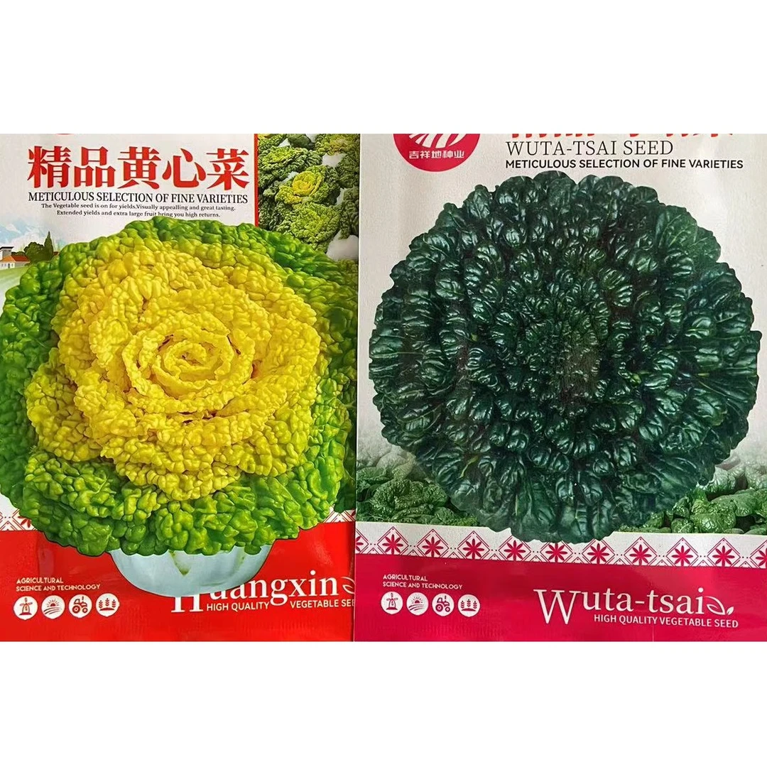 拍一发二黄心乌塌菜绿色乌塌菜墨乌耐寒菊花心乌塔菜