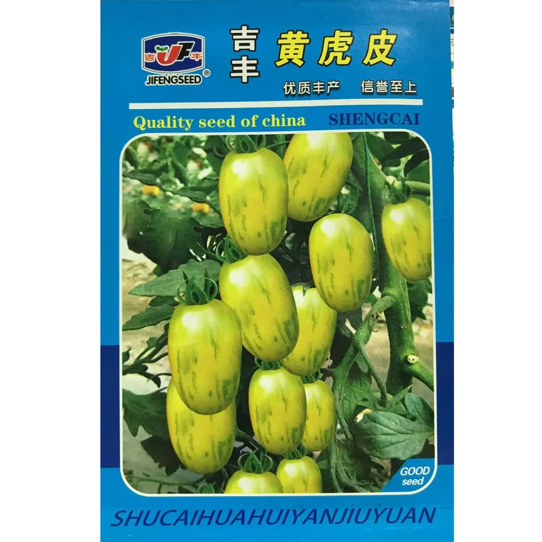 吉丰大黄虎皮柿子种子果重100-150克