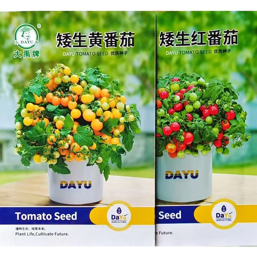 饱满盆矮生番茄种子室外室内阳台原装正品盆栽小柿子籽拍一发二