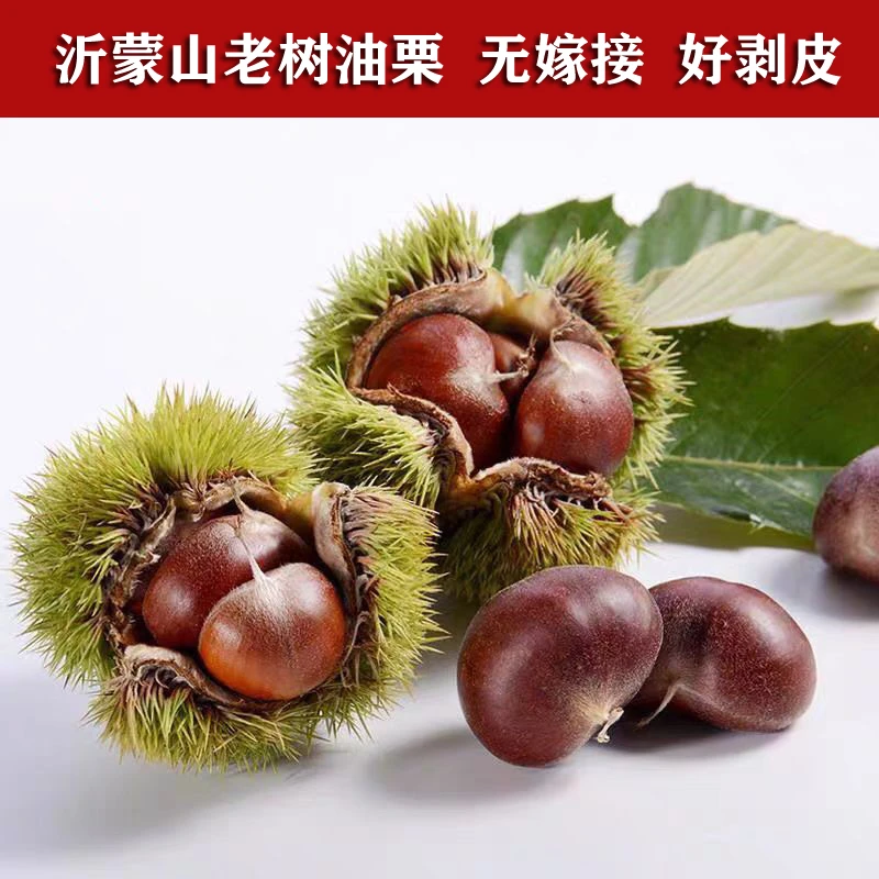 栗子沂蒙山老树油栗子好剥皮新鲜板栗孕妇