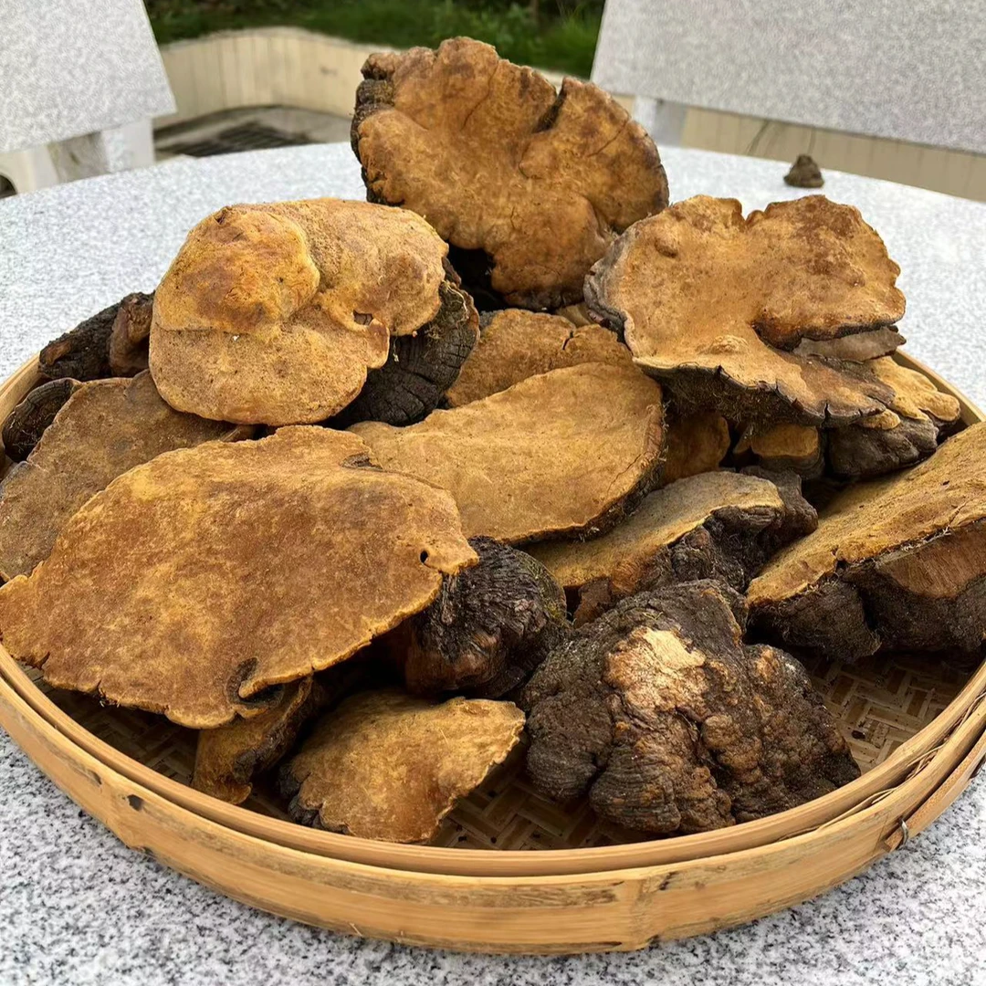 【桑黄】精选西藏老桑黄 煮水 煲汤 养生