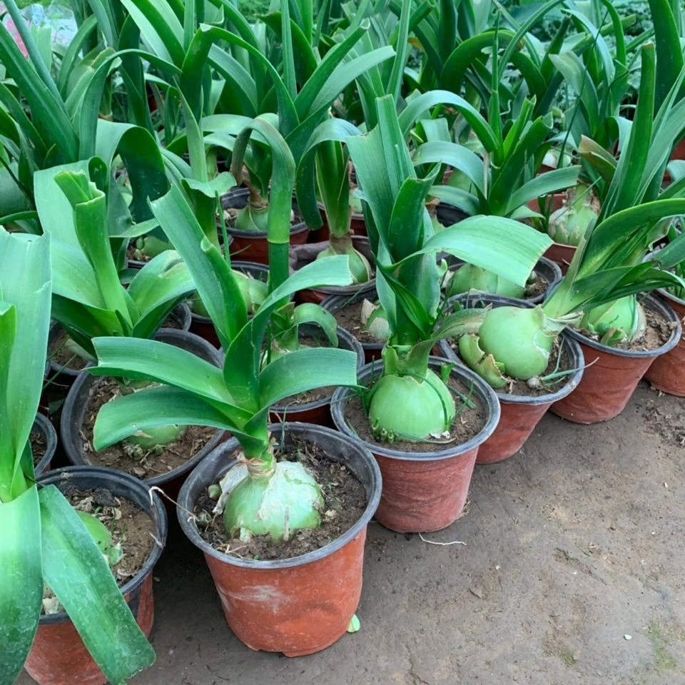 【粉丝专属】虎眼万年青种球盆栽玻璃球海葱植物叶子可食用旱三七