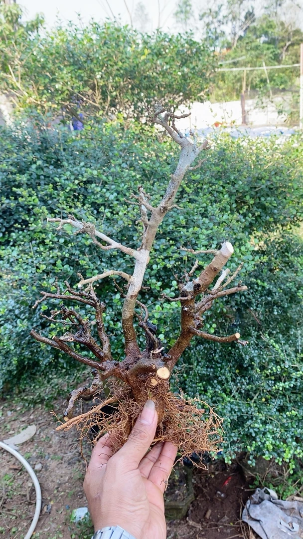 海南儋州博兰盆景，博兰小老头。