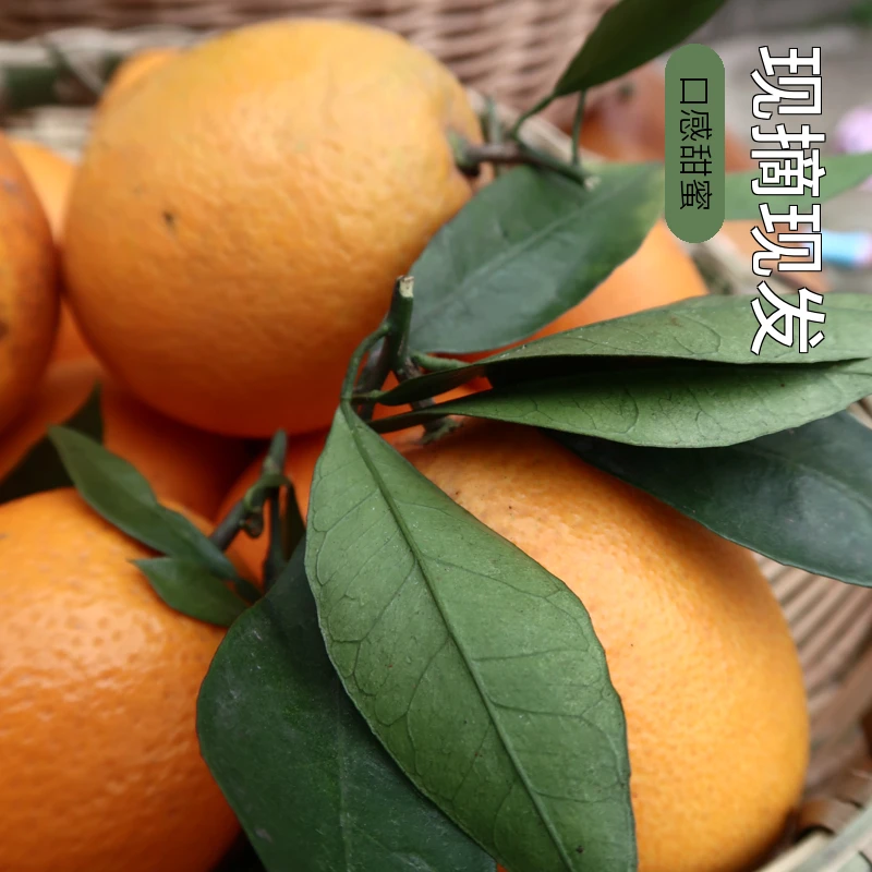 长江流域涪陵蜜橙水分充足甜蜜可口现摘现发