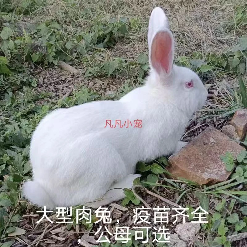 新西兰大型肉兔兔子兔宝宝，小兔子包邮小白兔，小黑兔，生鲜兔肉。