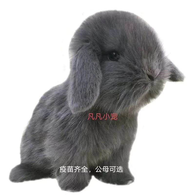 垂耳兔，小体兔兔公母小兔子兔肉（可发活）包活包健康小灰兔
