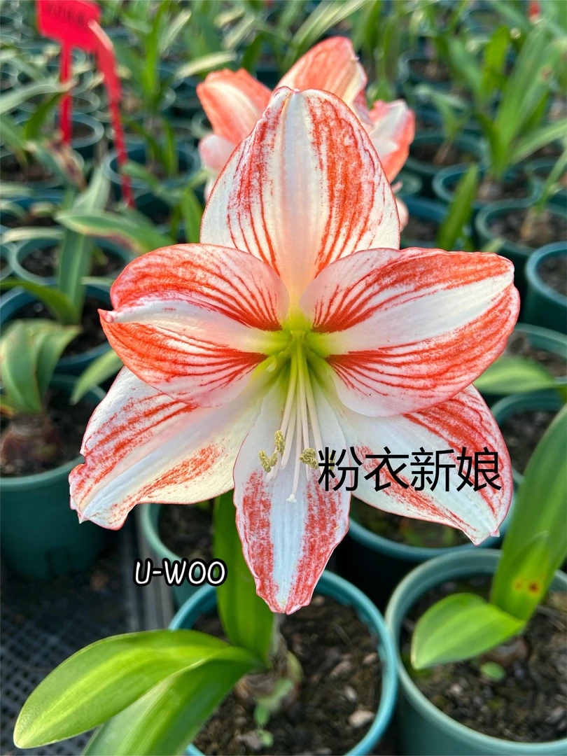 悠暖花开 朱顶红种子 白肋商品球X自育杂交重瓣精品专属链接，慎拍