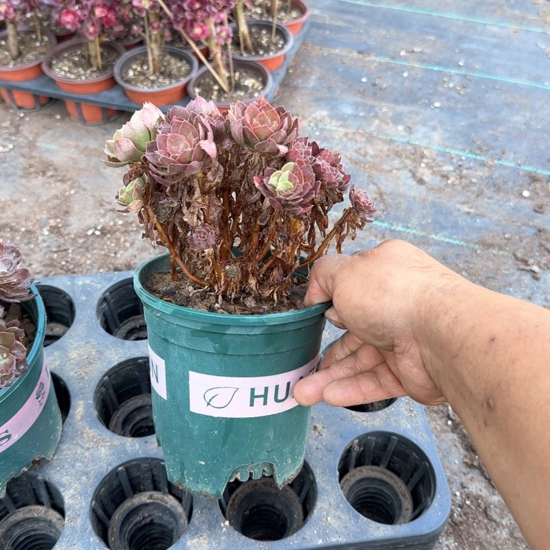 万萤火多肉14cm盆对比当天满18包邮