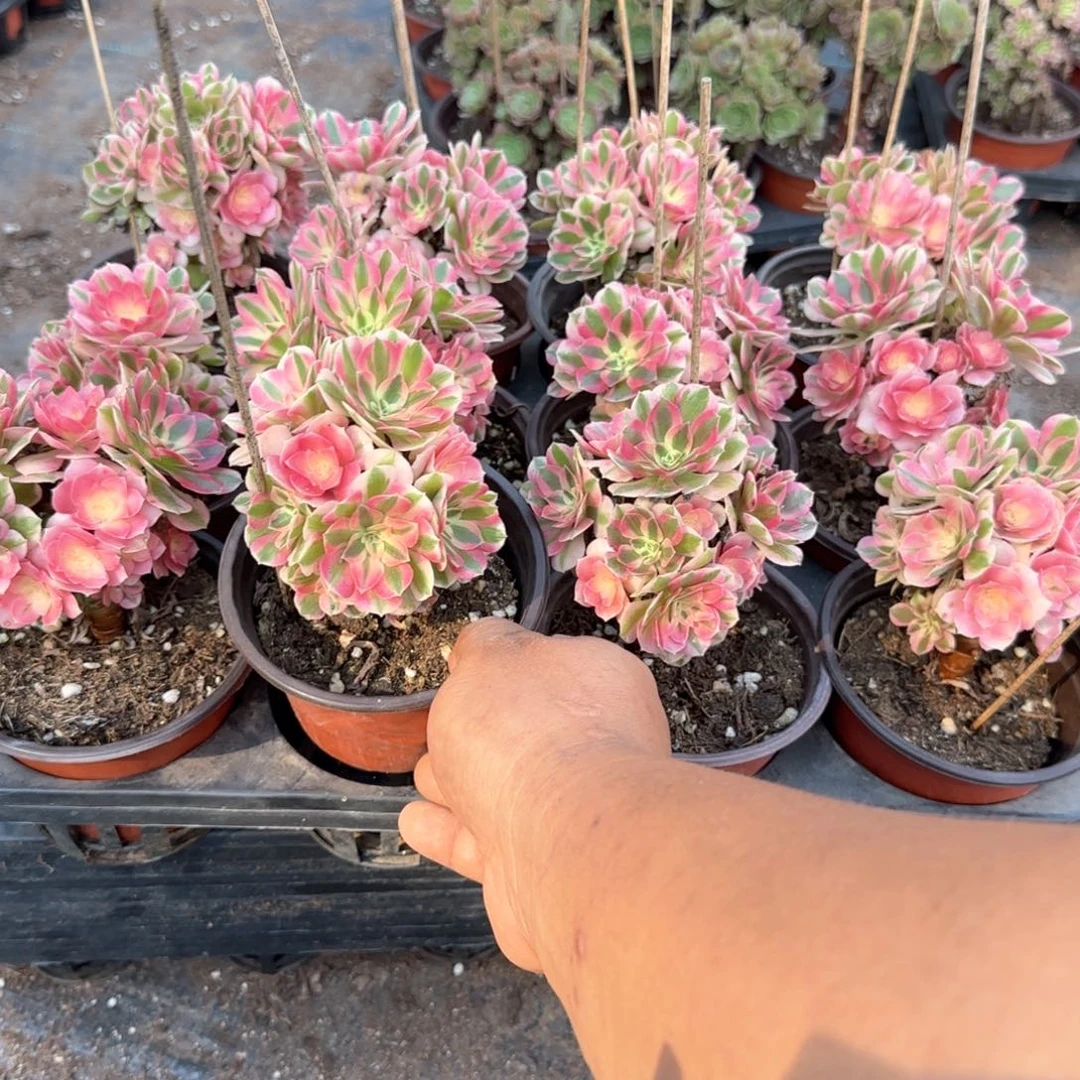 8头粉女巫多肉11cm盆对比当天满18包邮