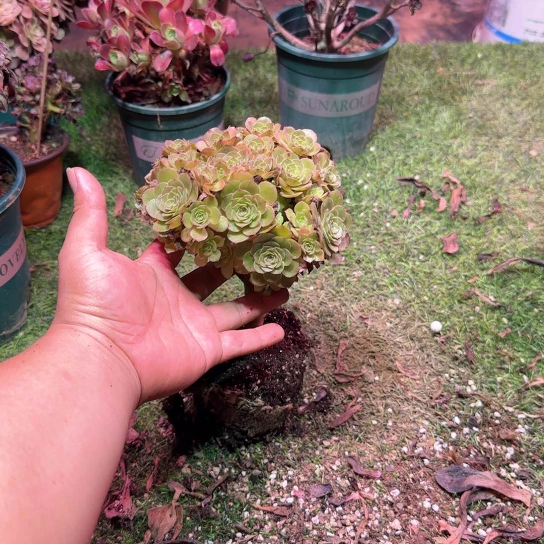 万圣节11.5cm盆对比一颗好多头