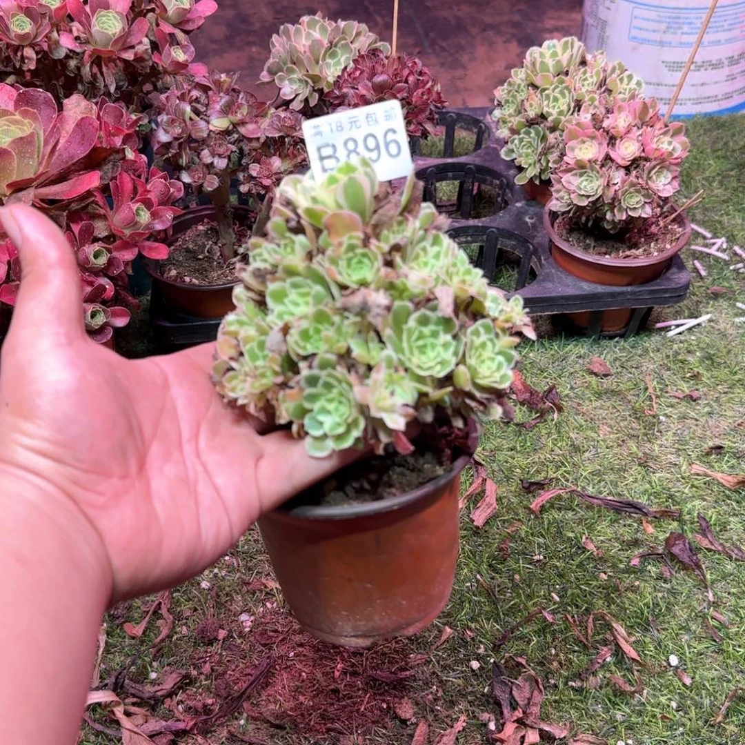 896 号一物一拍多肉