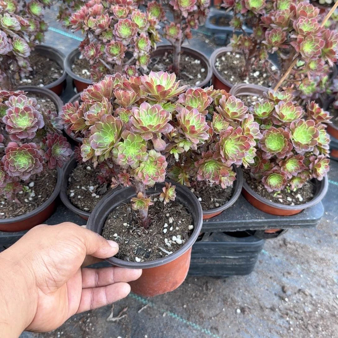 铜壶中斑多肉11cm盆对比当天满18包邮