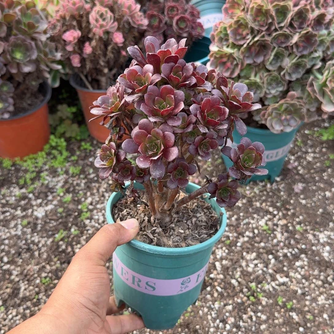 1360忆江南一物一拍多肉