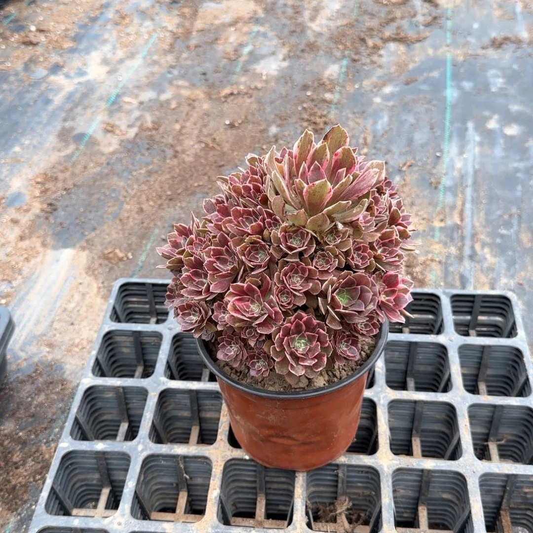 16.6超多头幻莎多肉11cm盆对比当天满18包邮