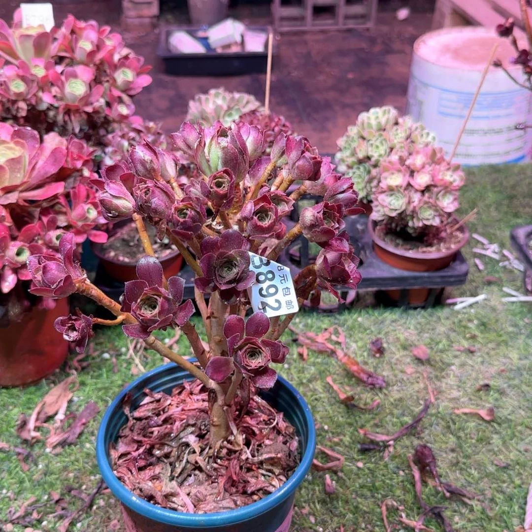 892号最红艳号一物一拍多肉