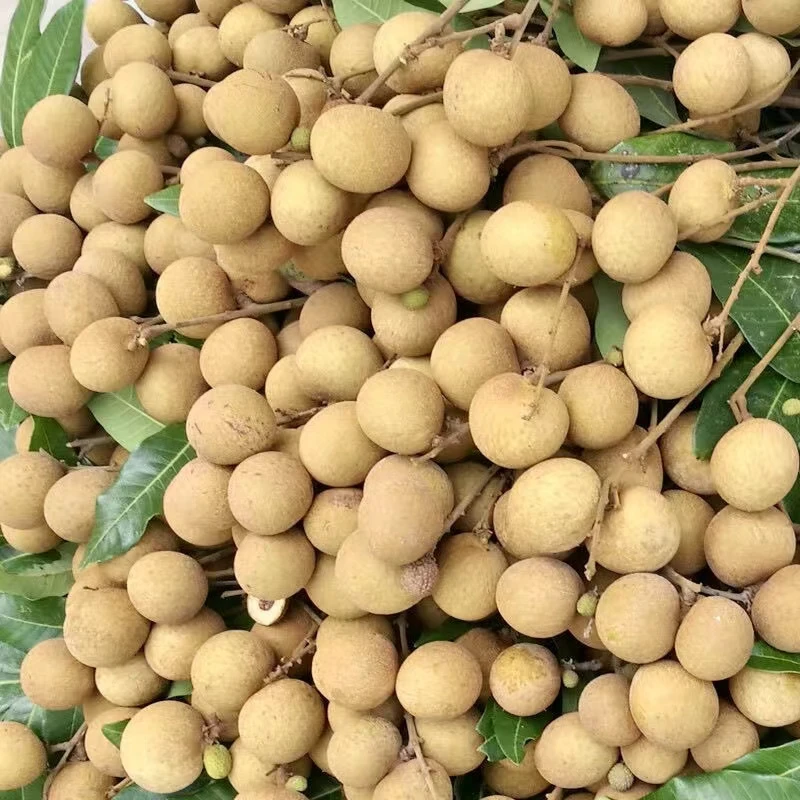 【顺丰发货】广东茂名高州石硖龙眼新鲜水果现摘现发纯甜无酸1斤
