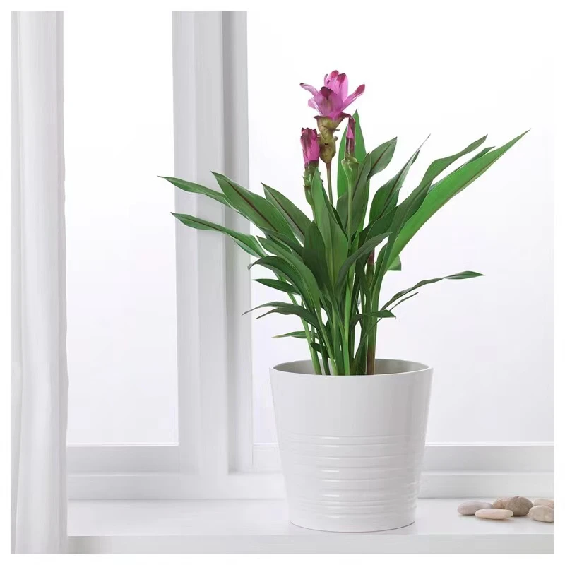 姜荷花—影子红艳丽多彩阳台盆栽花卉多年生栽培好养植物春季养护