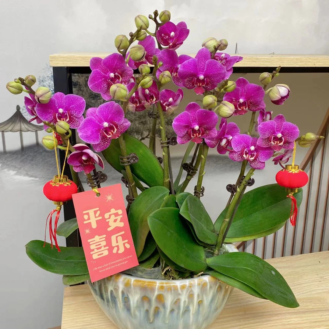【大展鸿图-新店福利】蝴蝶兰基地批发精品带盆植物好养活送礼观赏