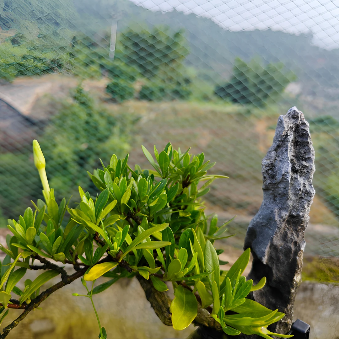 雷雨盆景栀子花一物一拍盆栽组合盆栽组合