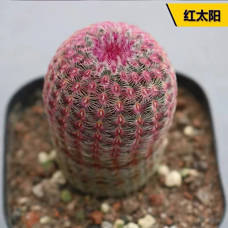 小号实生根红太阳  4cm左右 小仙人柱