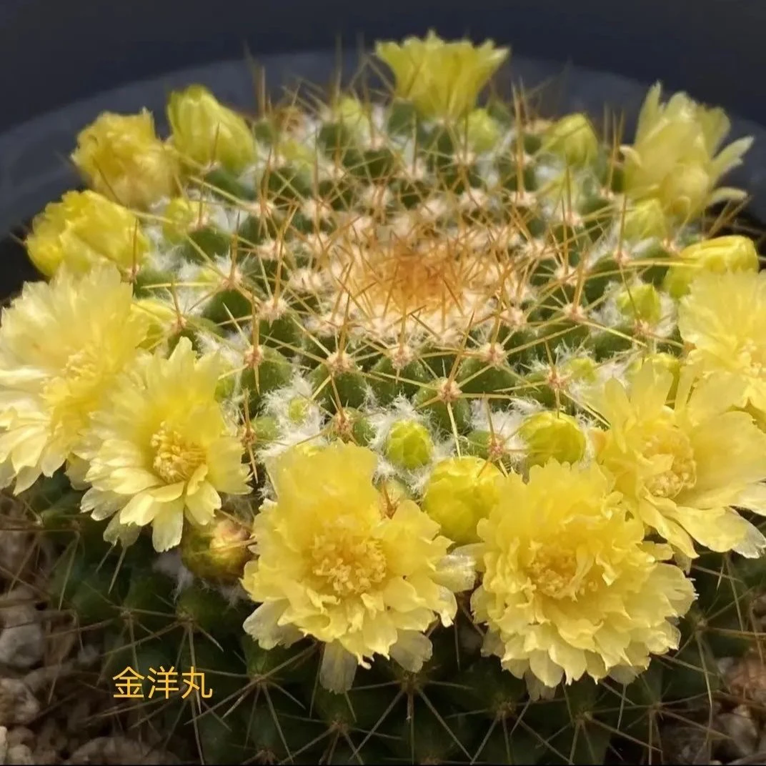金洋丸实生仙人球 乳突球属开花黄花美观好养仙人掌防辐射小盆栽