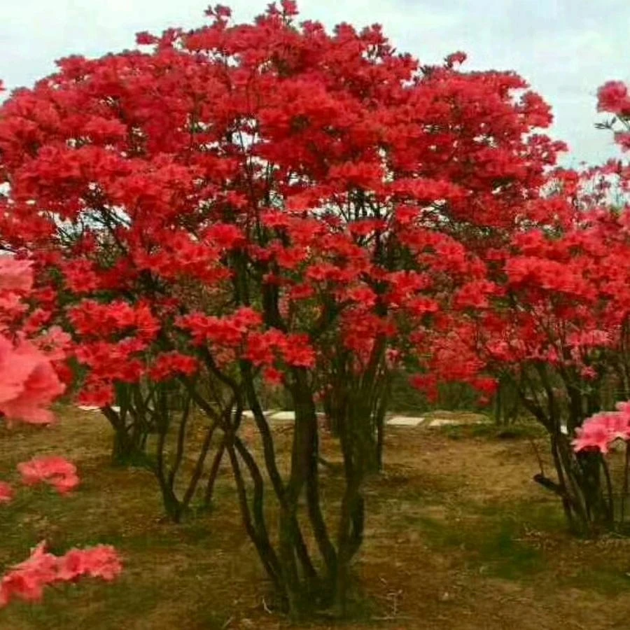 映山红全冠原生红花南天竹盆景海棠树棒棒糖