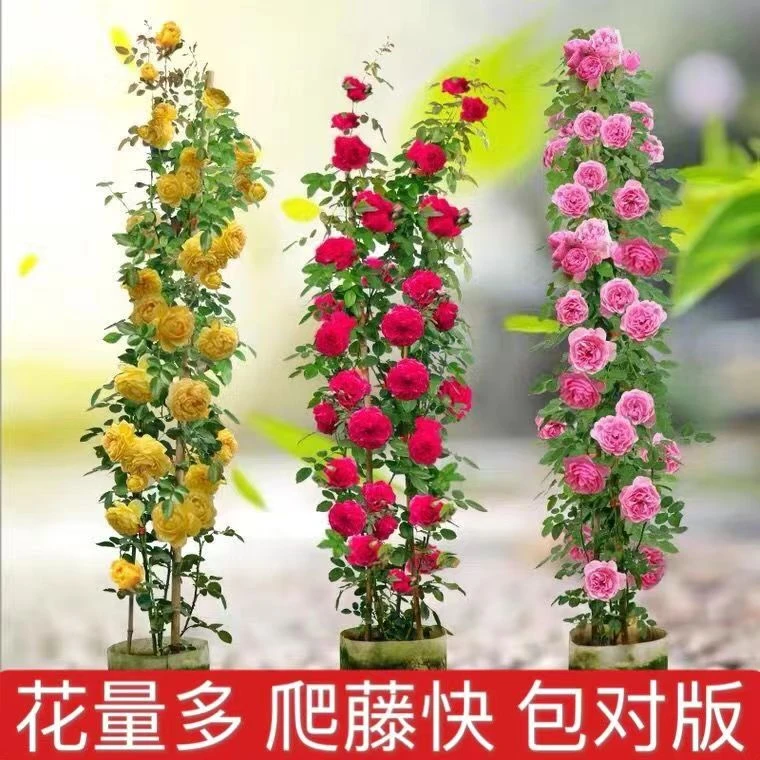 爬藤月季大苗高庭院阳台  可做拱门花墙欧月四季