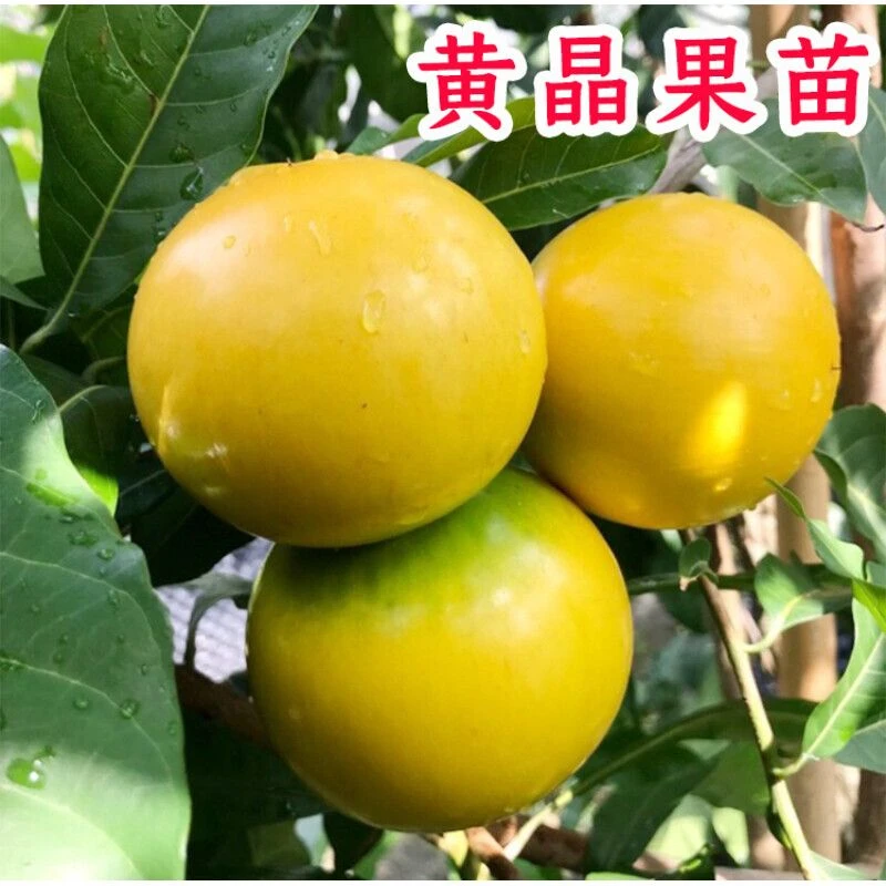 黄晶果树苗嫁接黄金果苗久蜜冬蜜四季当年结果南方种植早熟盆栽地