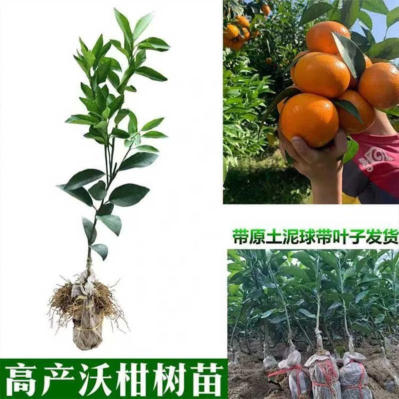 广西沃柑树苗武鸣嫁接无核籽091南北种植香橙正宗桔橘子果树苗木
