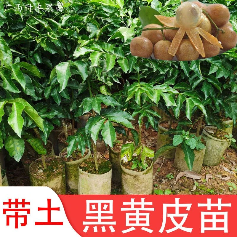 广西嫁接黄皮果树苗无核甜黄皮树苗黑黄皮紫肉黄皮果苗盆栽地栽
