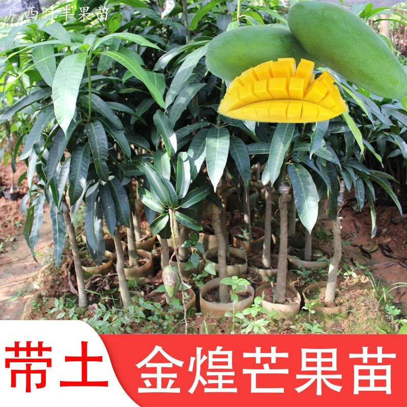 嫁接芒果树苗金煌芒果苗桂七台农红贵妃盆栽南方种植当年结果树苗