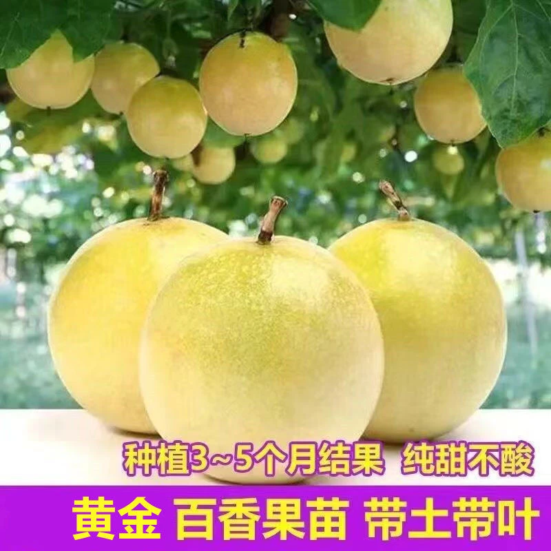 广西黄金百香果树苗爬藤南方嫁接苗当年结果纯甜黄金9号维蜜台农