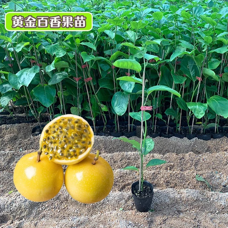 黄金百香果树苗带土维蜜黄金9号台农芭乐四季爬藤南方嫁接当年结
