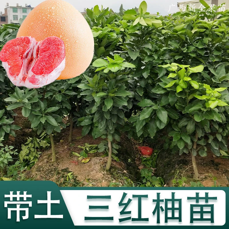 红宝石柚子树苗青柚当年结果树苗三红红心柚苗正品暹罗红肉青柚苗