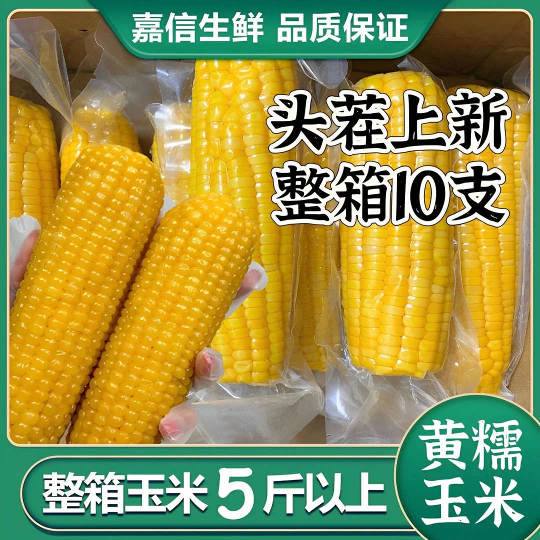 【东北头茬黄糯玉米】新鲜蒸煮香甜加热即食透明真空包装东北糯玉米