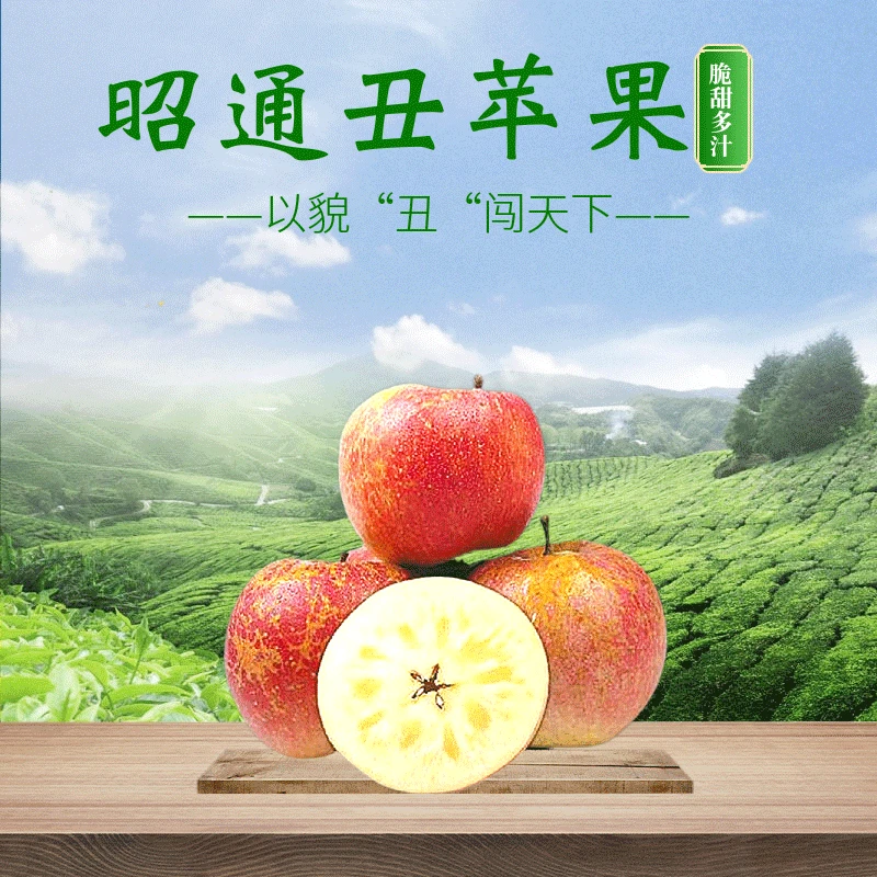 云南省昭通市钰柏春昭通冰糖心苹果脆甜多汁现摘原生态原产地