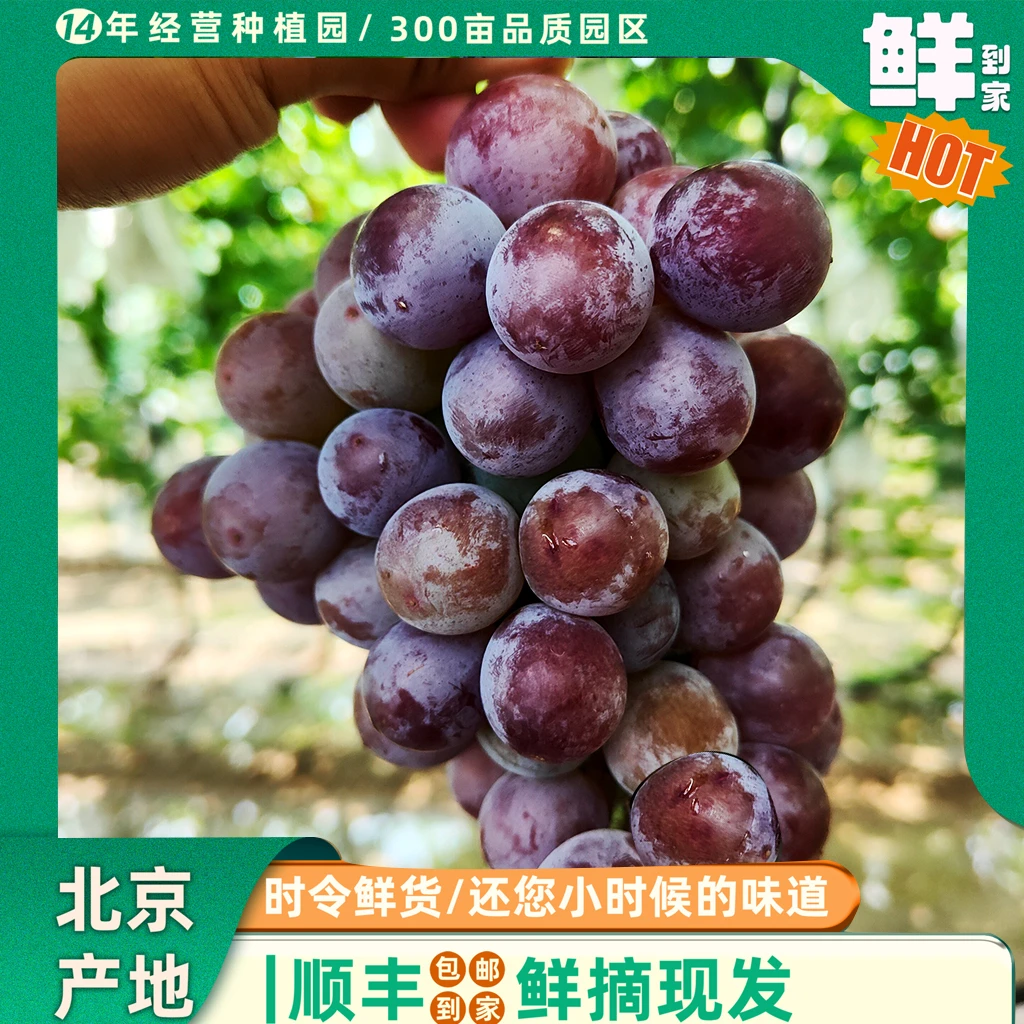 | 3斤 | 巨玫瑰 巨峰/玫瑰香的优质后代 香甜可口
