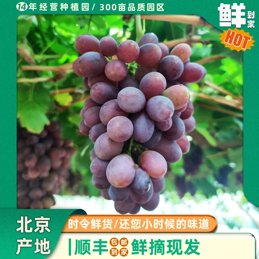 | 3斤 | 紫甜无核 果脆香甜 直入心田 一口满足爆汁