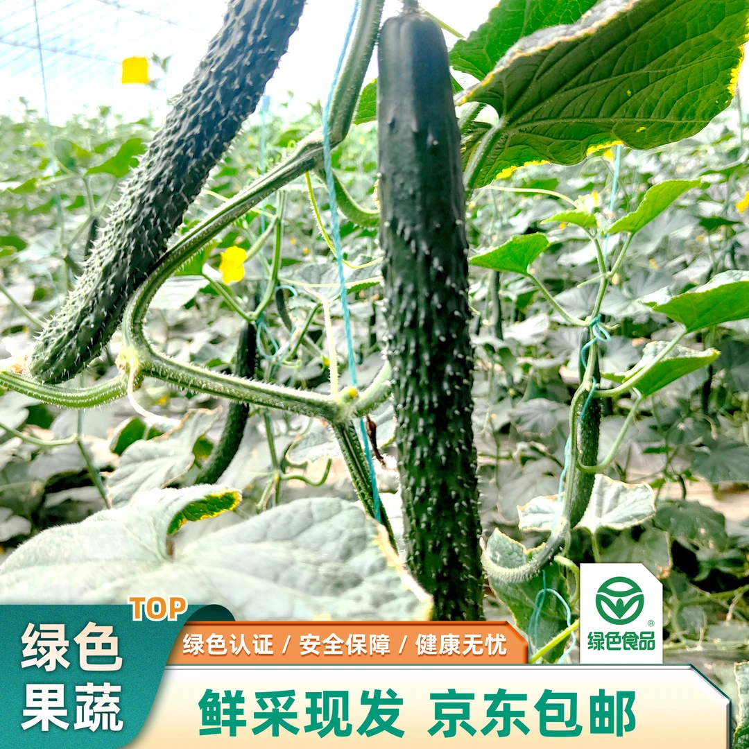 | 绿色食品 | 3斤送1斤 刺黄瓜 健康新鲜采摘黄瓜  鲜嫩爽口4斤
