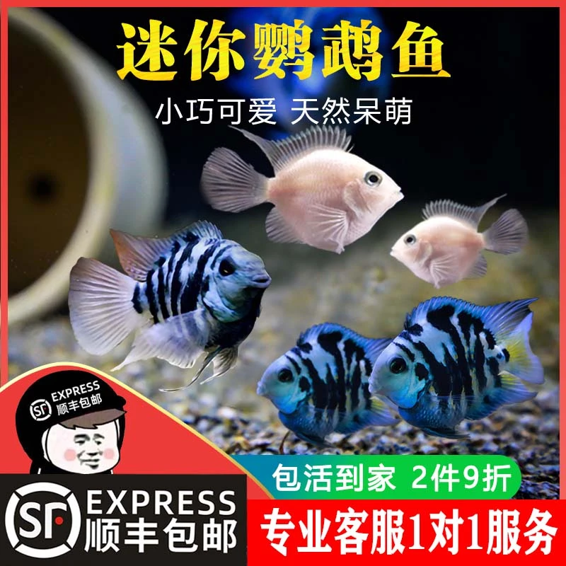 顺丰包邮 迷你鹦鹉鱼 两种颜色  尺寸2-3厘米  新手好养