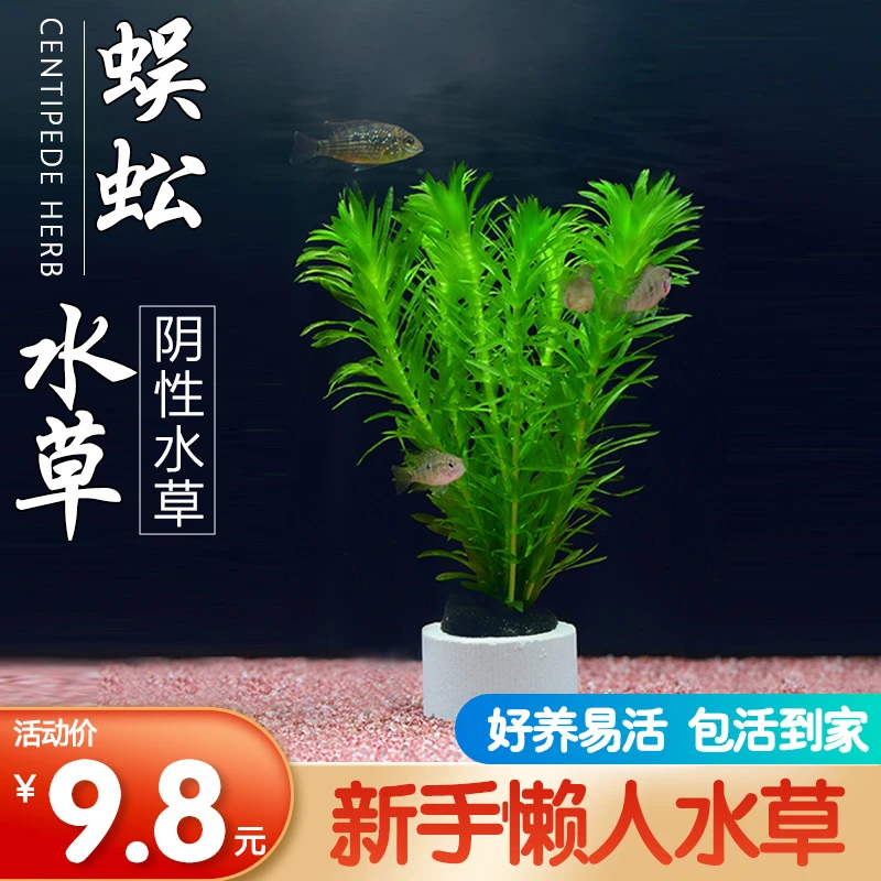 蜈蚣草水草鱼缸水草金鱼藻鱼缸造景水上植物真草净化水质水培植物