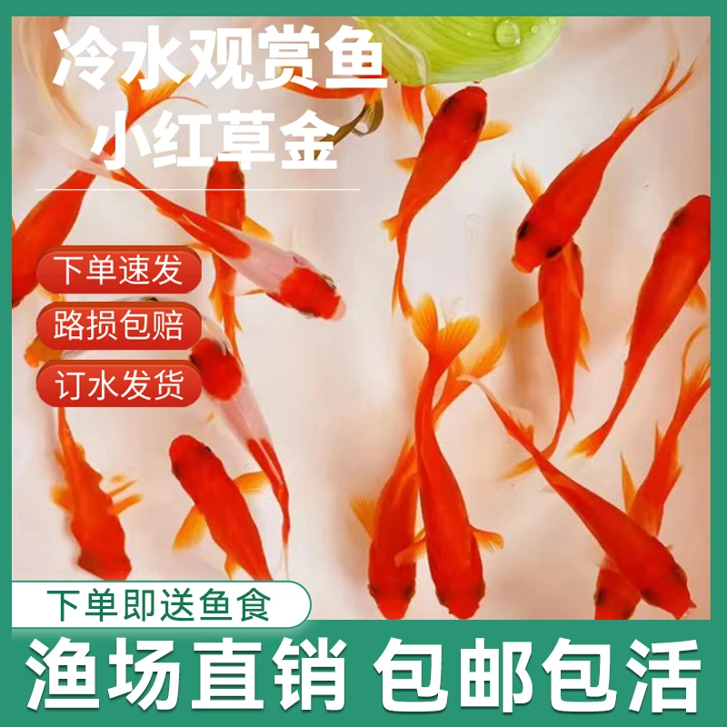 【顺丰包邮】小红草金  新手好养  不怕冷不怕热自来水可养