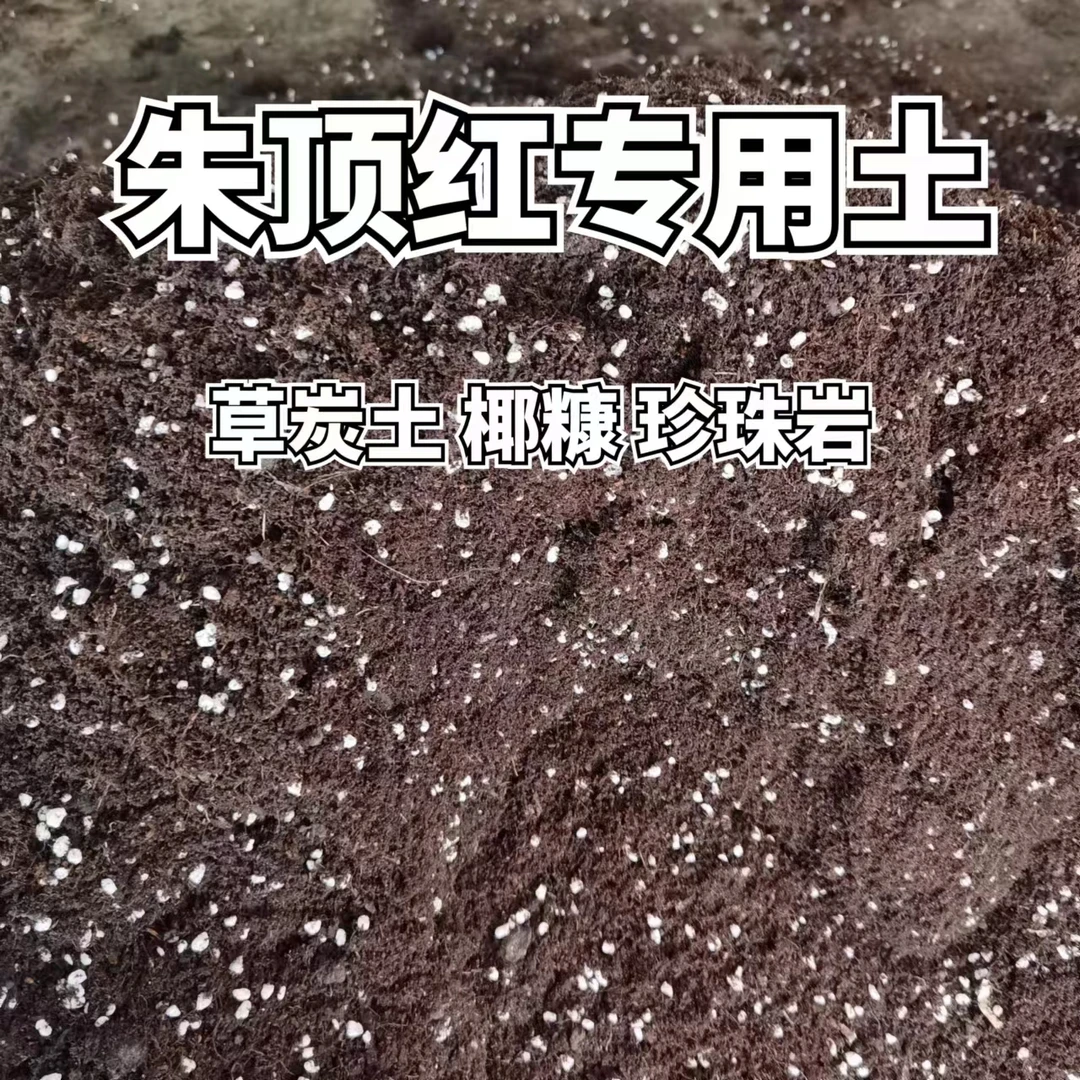逸植朱顶红土培调配营养土约3加仑