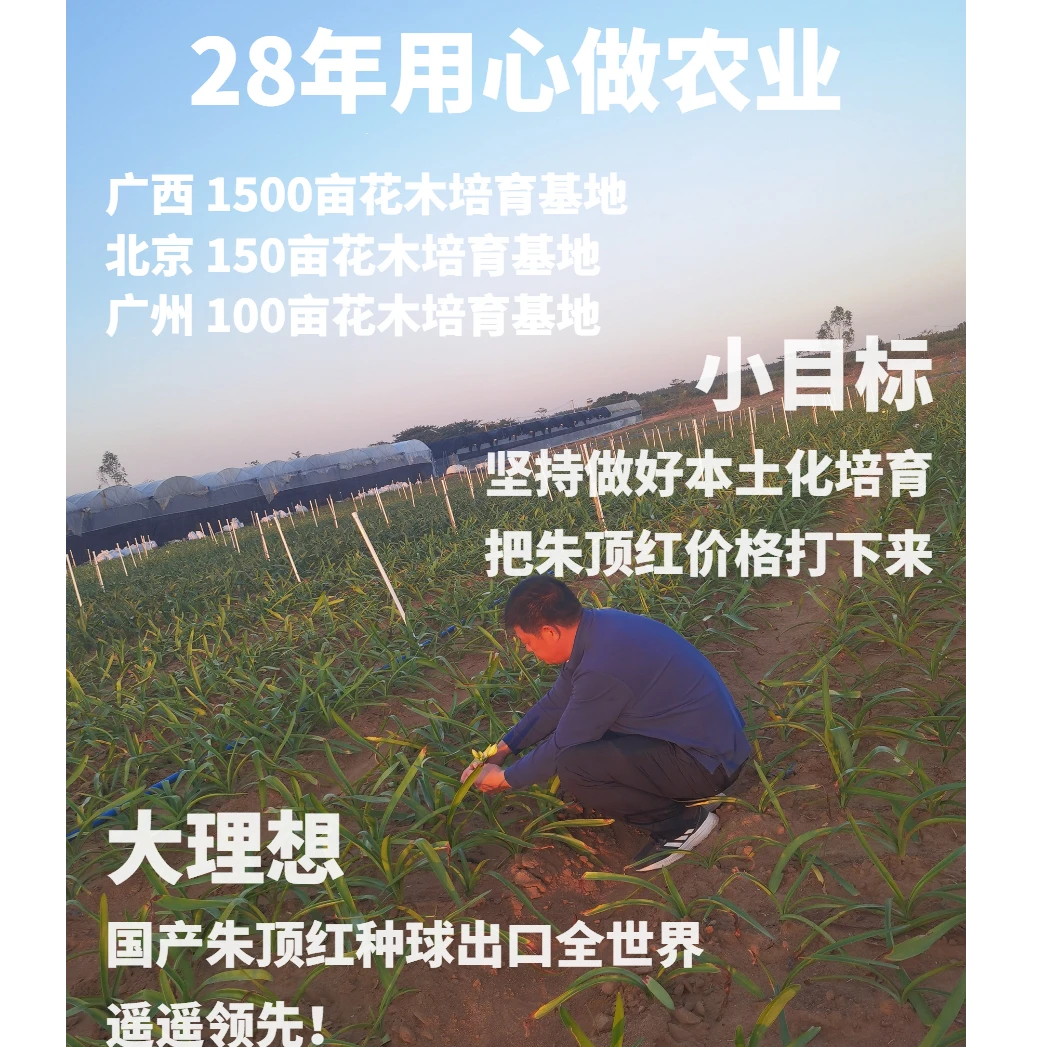 逸植朱顶红《组合》种球