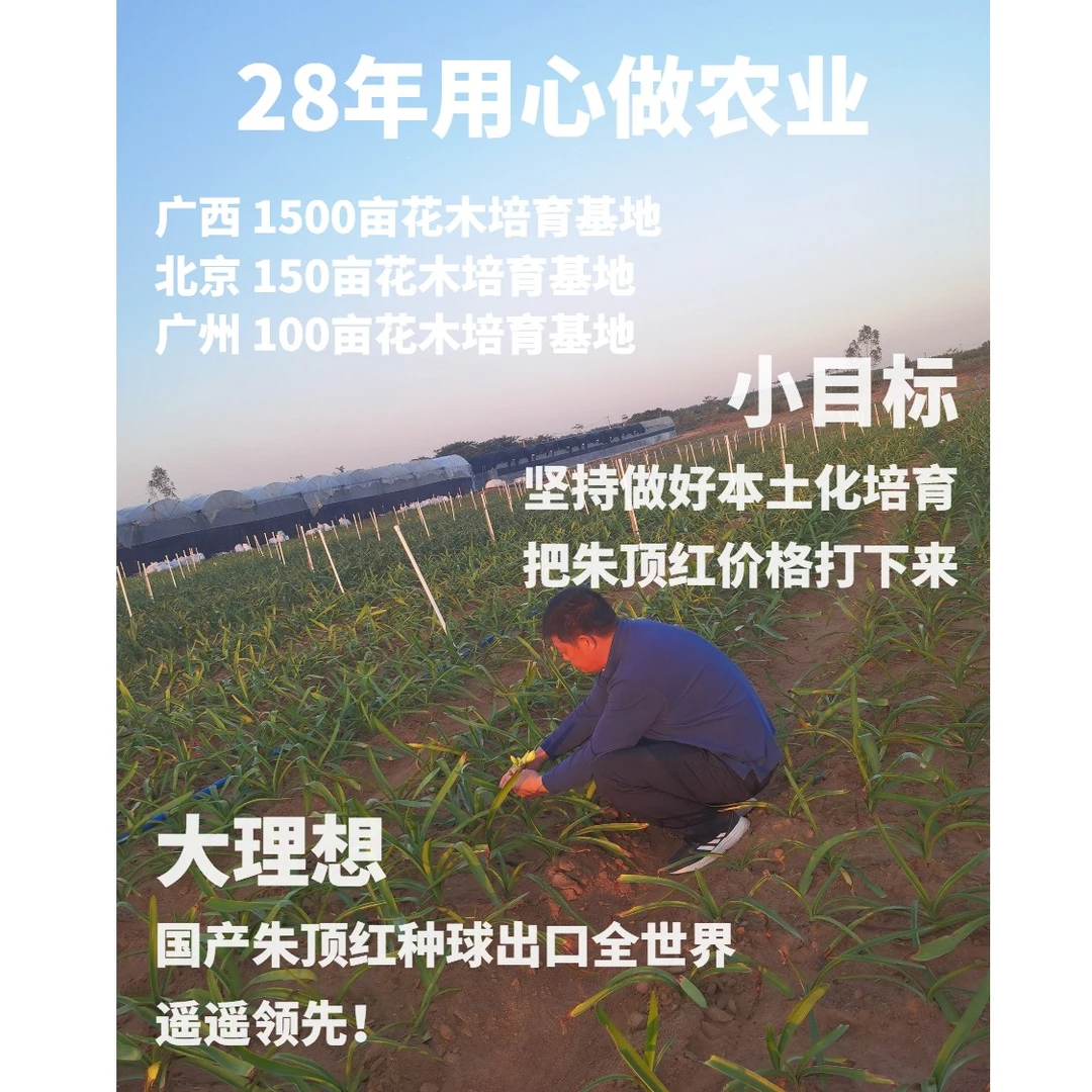 逸植朱顶红 逸植【组合球链接】