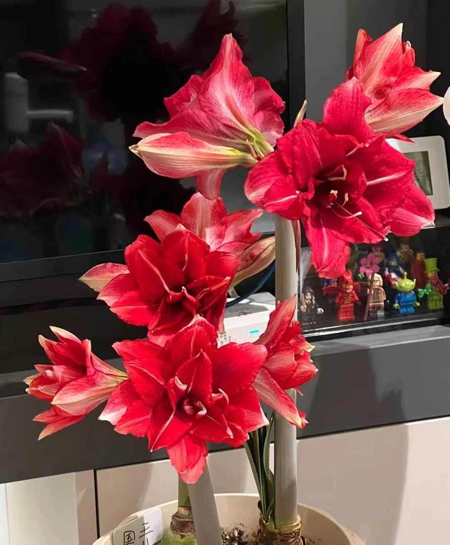 逸植朱顶红大裂口无售后 介意慎拍