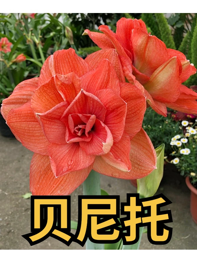 逸植朱顶红【贝尼托】重瓣种球
