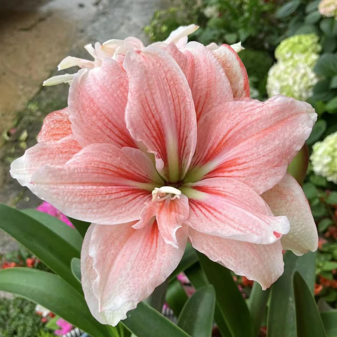 逸植朱顶红【粉色荣耀】重瓣种球