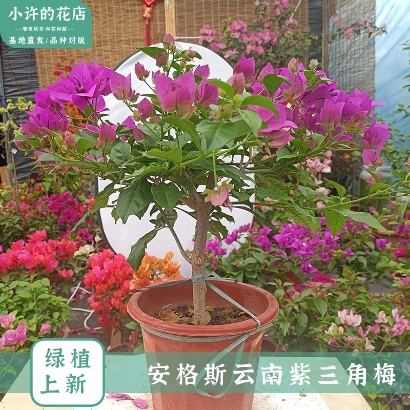 云南大紫三角梅花粗杆盆栽四季基地阳台爬藤耐寒【小许的花店】