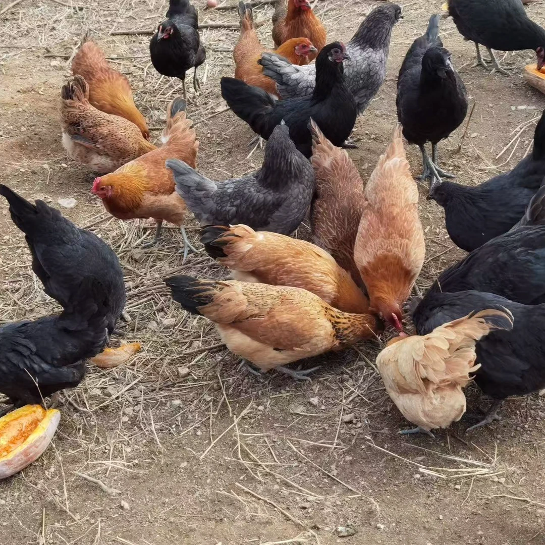 【悦悦直播专属】黄油走地鸡农家散养土鸡